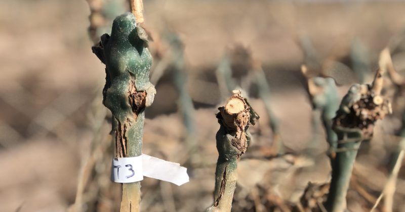 Injerto de malbec en el vivero de Santa Julia