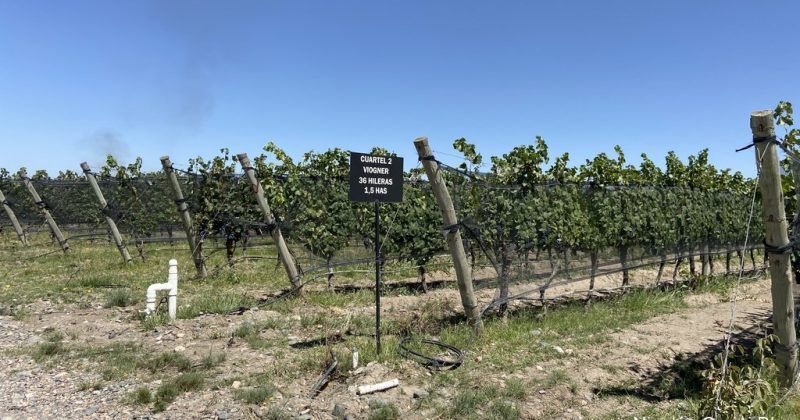 Bodega Domaine Bousquet
