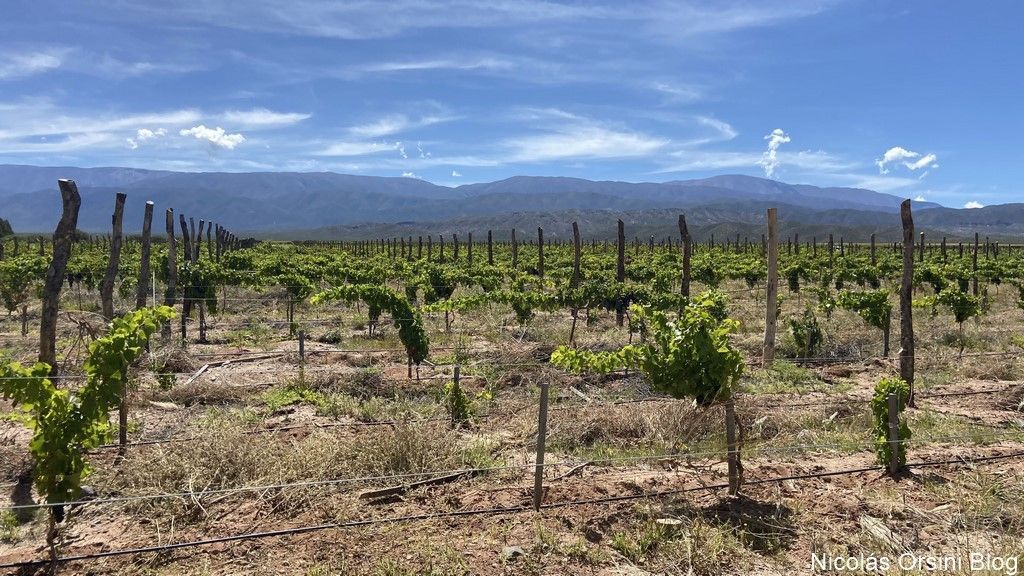 Colomé, Altura Máxima y sus viñedos 4 las viñas del proyecto de Thibaut Delmotte