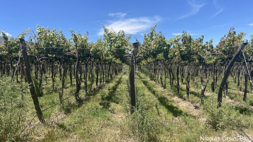 Colomé, Altura Máxima y sus viñedos 6 Viñedos en Parral